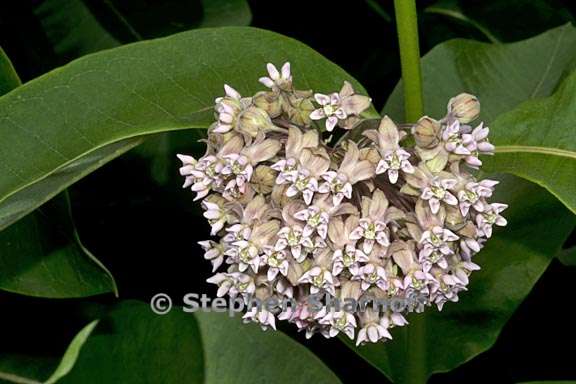 asclepias syriaca 2 graphic